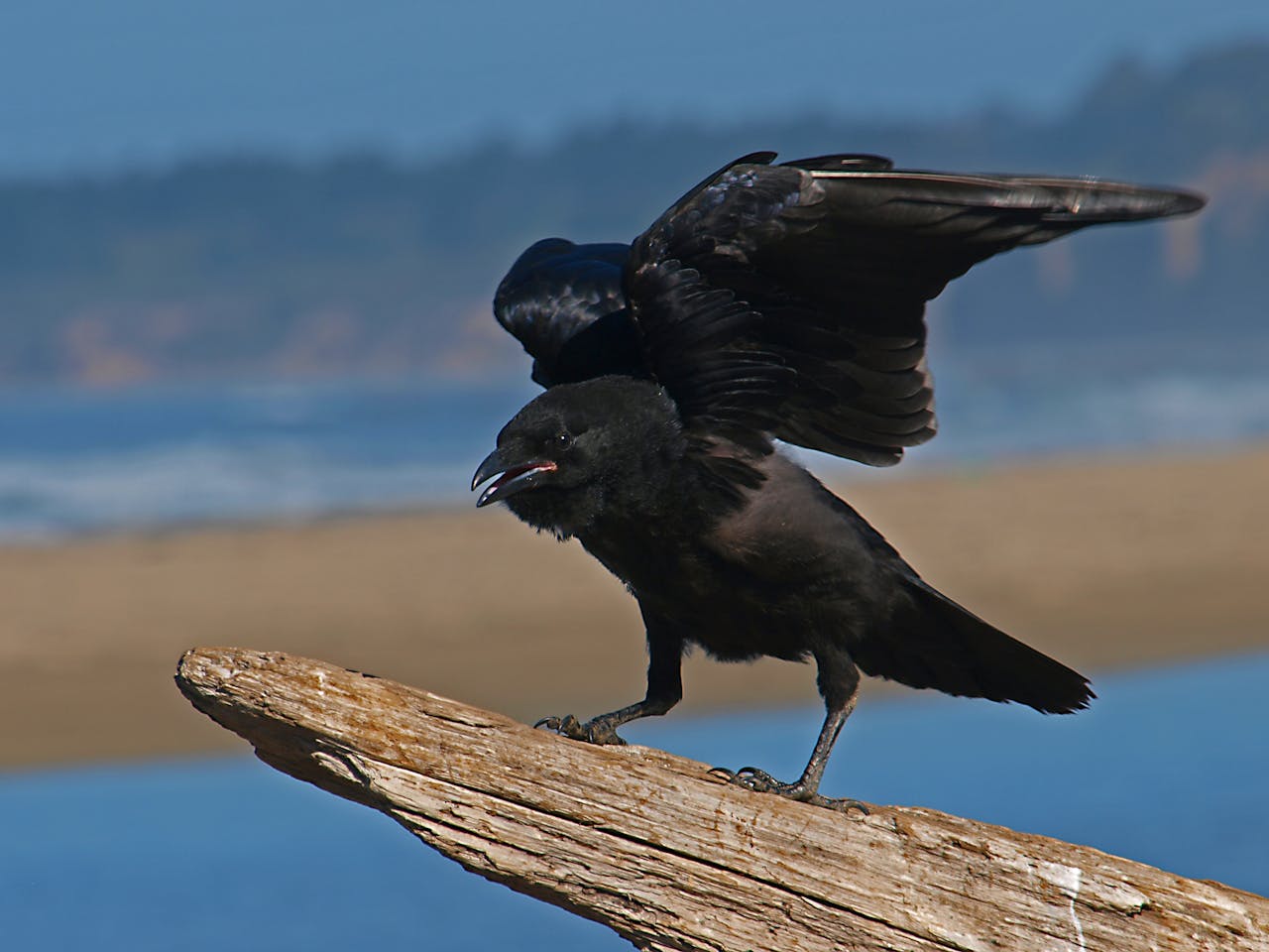 Raven solving problems