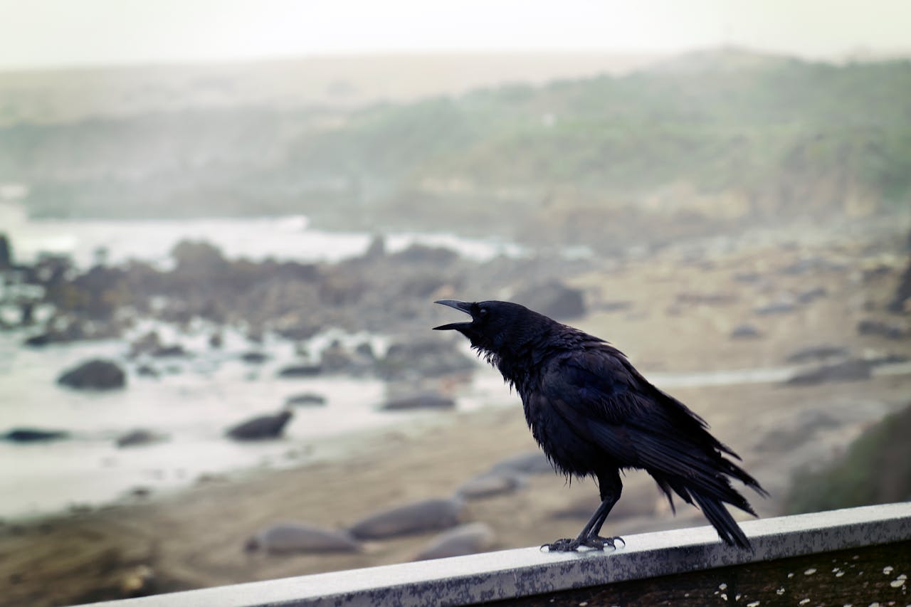 Raven social behavior