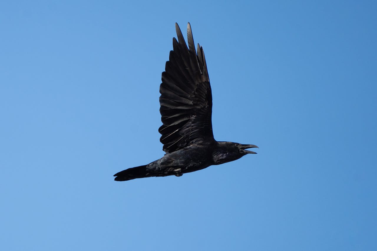 Raven memory skills